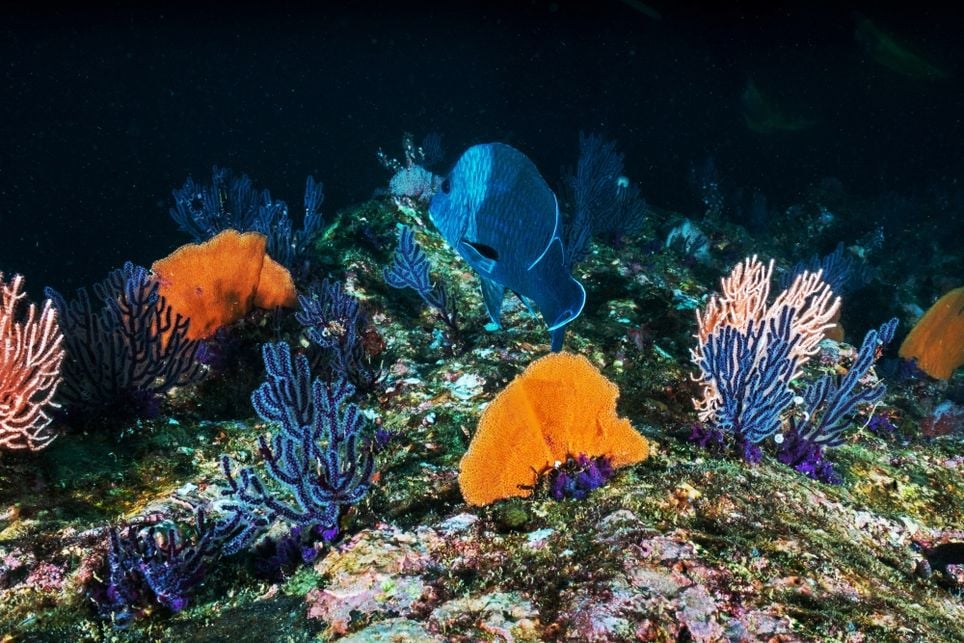 Arrecifes de coral Arrecifes de coral