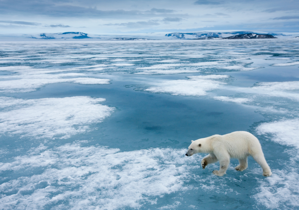 Artico; polo; cambio climatico; calentamiento; perdida; habitat; deshielo; resiliencia; adaptacion Artico; polo; cambio climatico; calentamiento; perdida; habitat; deshielo; resiliencia; adaptacion