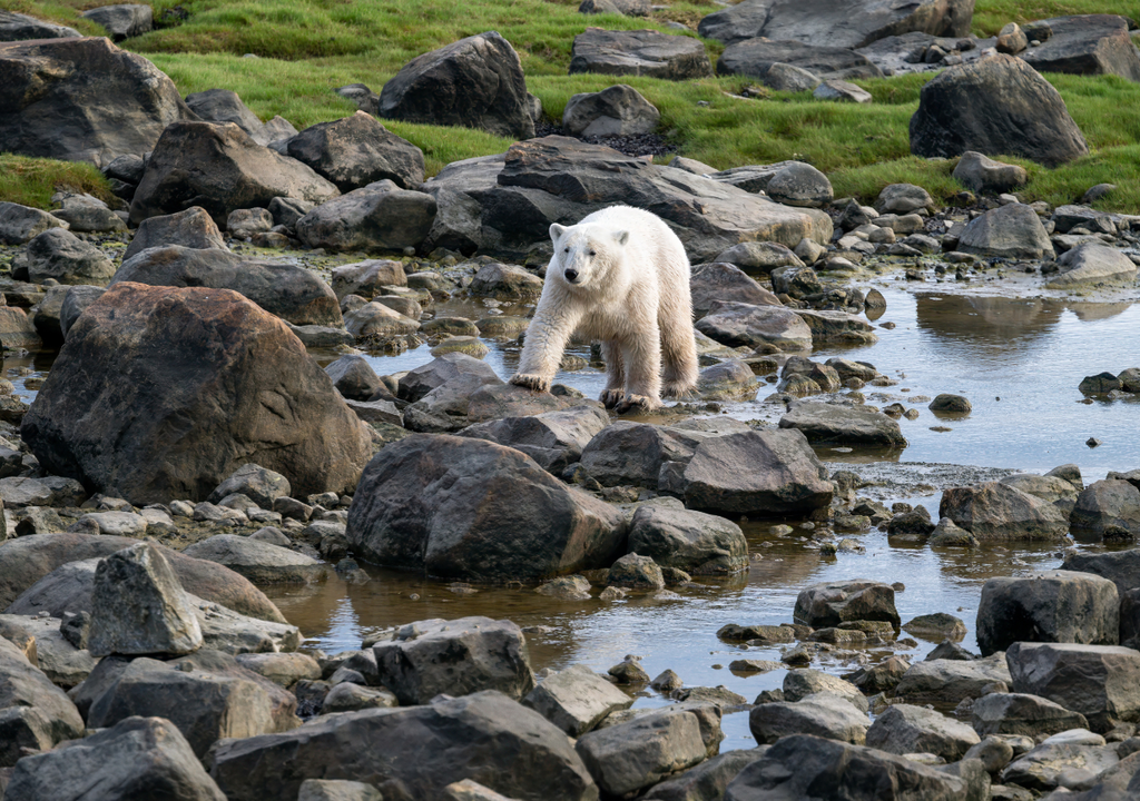 oso polar; habitat; biodiversidad; deshielo; adaptacion; estres ambiental; Canada; Groenlandia; Artico