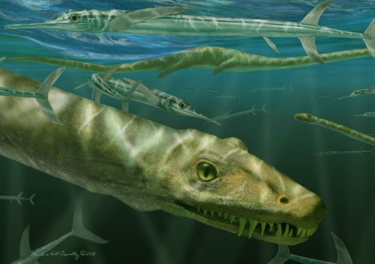 Ilustración de descripción reciente de Dinocephalosaurus.