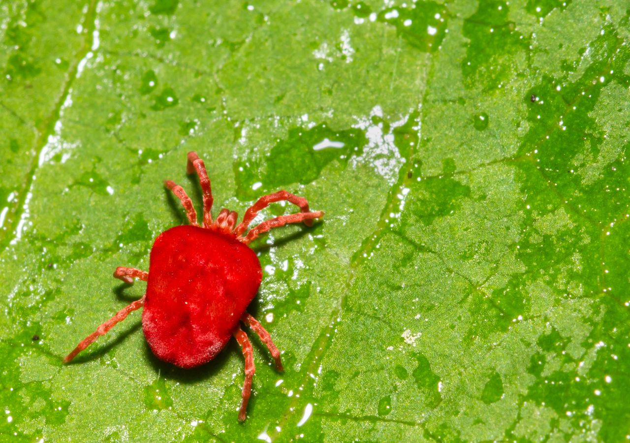 Os parasitas mais estranhos que podem invadir o corpo humano
