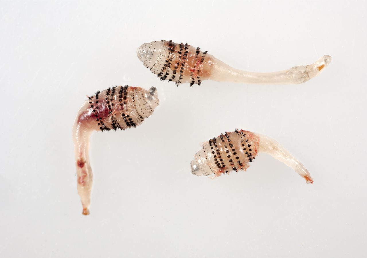 Os parasitas mais estranhos que podem invadir o corpo humano