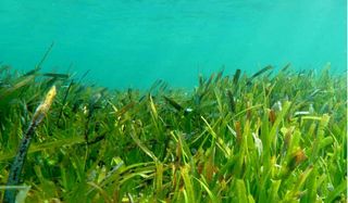 Los pastos marinos continúan liberando metano después de su extinción
