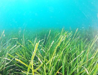 Los pastos marinos pueden reducir la acidificación de los océanos