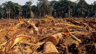 Los peores datos de la selva tropical de febrero para la Amazonía brasileña