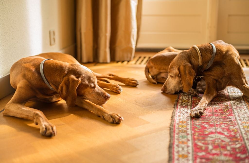 Los perros en casa alteran la composición del aire. Imagen de Roman Boed vía PXHERE.com