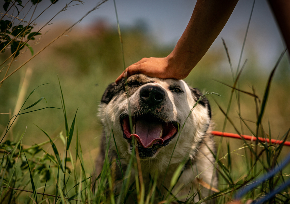 Acariciando un perro. Las caricias también dejan huella química: residuos de nuestra piel en el pelaje del perro pueden reaccionar con el ozono del aire interior y generar compuestos secundarios, aunque en menor proporción que en humanos.