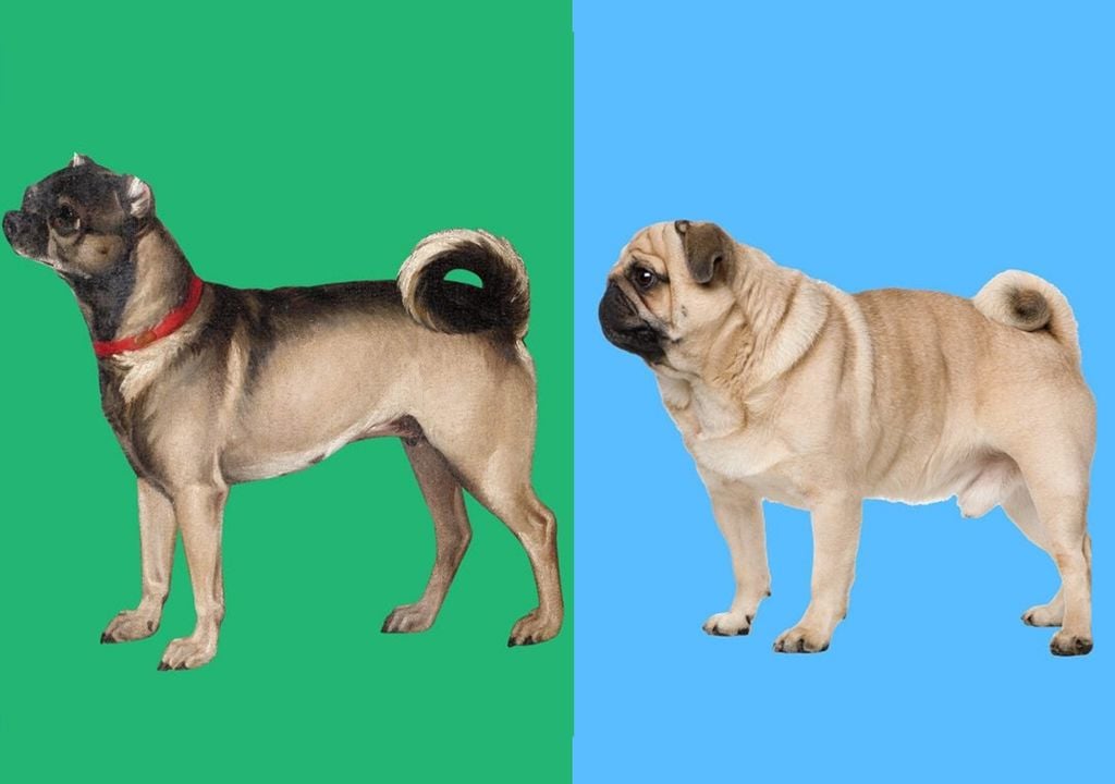 Pugs antes y después