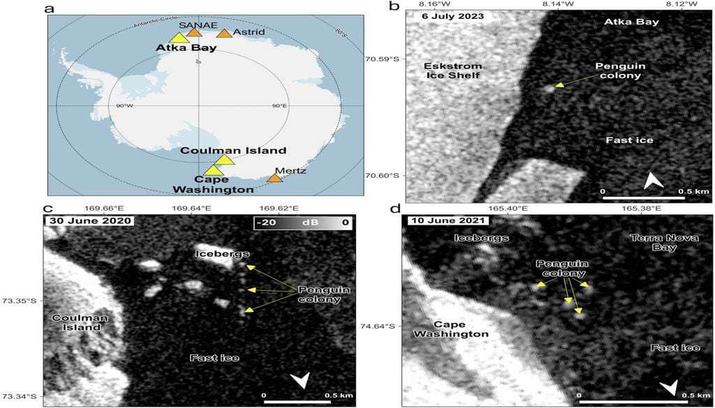 pinguinos Las imágenes forman parte de la investigación: a) Las ubicaciones de los tres sitios de estudio principales aparecen en amarillo, y los sitios adicionales donde se observaron colonias mediante SAR, en naranja. En b) las colonias visibles en imágenes Sentinel-1 en la bahía Atka, c) la isla Coulman y d) el cabo Washington. Imagen: Communications Earth & Environment