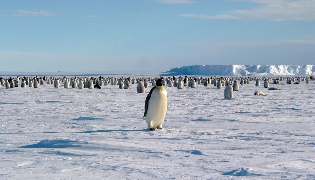 ping Emperador Pingüinos emperador en la bahía Atka, mar de Weddell, Antártida. Imagen: CC / Hannes Grobe