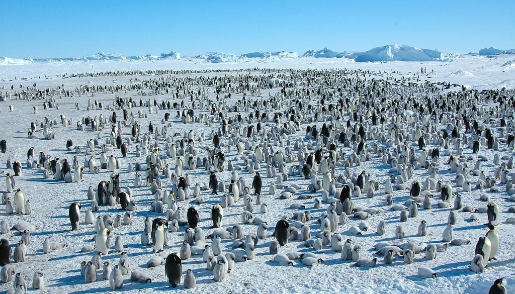 antartida Emperador Multitudinaria comunuidad de pingüinos emperador en la Antártida. Imagen: CC / Denis Luyten