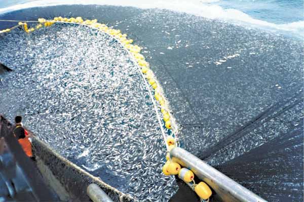 Los Problemas Marinos Que Más Preocupan A Los Europeos Son La Contaminación Y La Sobrepesca