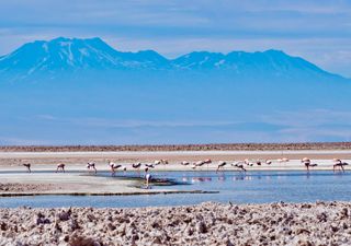 Los salares no son desiertos muertos: la vida microscópica que sobrevive en ellos
