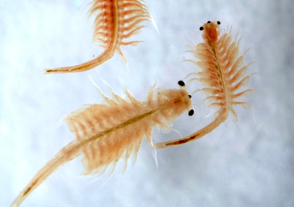 Artemia salina, crustáceo que habita en los salares.