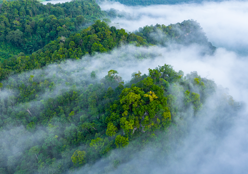 Los sat&eacute;lites que ven lo que el ojo humano no puede: la revoluci&oacute;n silenciosa que salva los &uacute;ltimos bosques