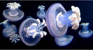 Los secretos de la medusa gigante del Atlántico y mar de Alborán