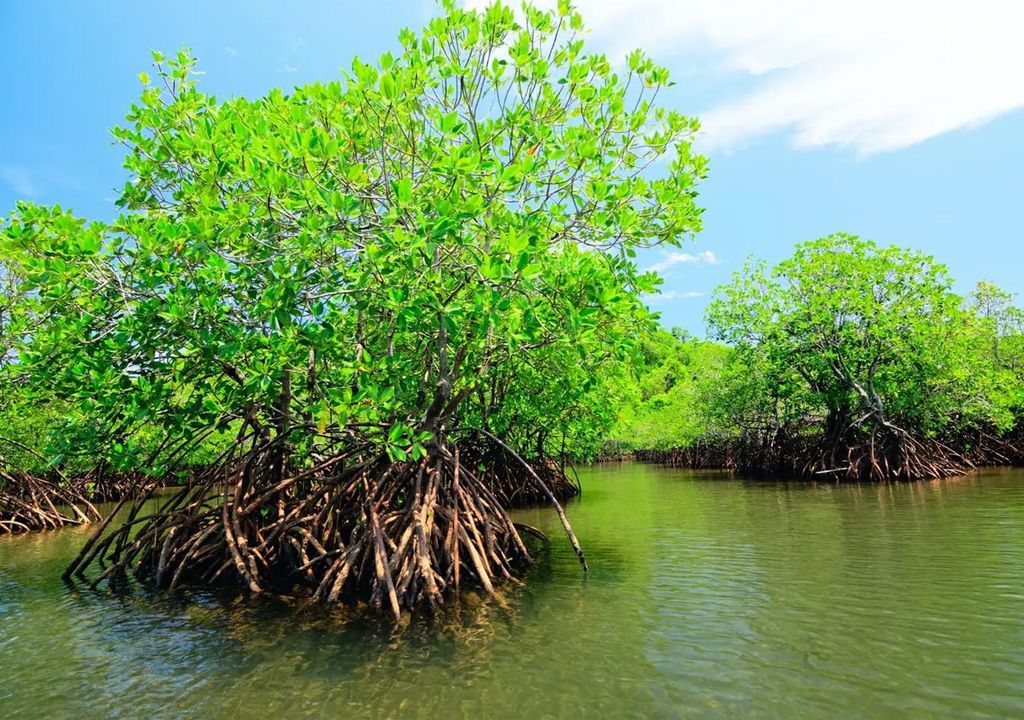 ecosistema manglar ecosistema manglar