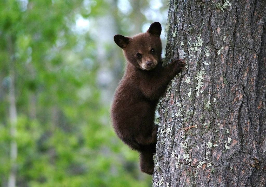 Oso andino, bosque, Meteored Chile Oso andino, bosque, Meteored Chile