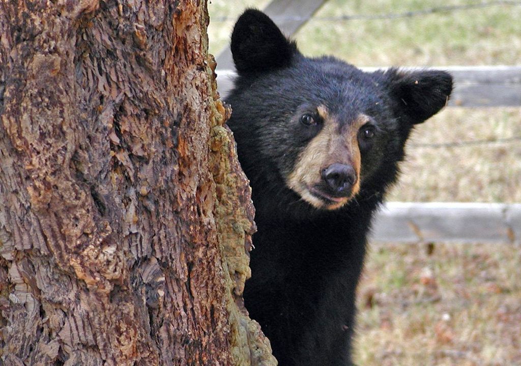 Oso andino, bosque, Meteored Chile Oso andino, bosque, Meteored Chile