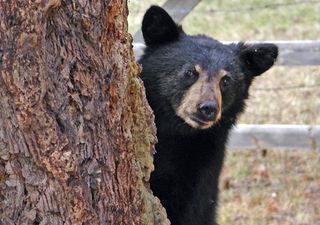 Los sonidos del amor: descubren que el Oso Andino tiene su propio repertorio acústico para el momento del apareamiento