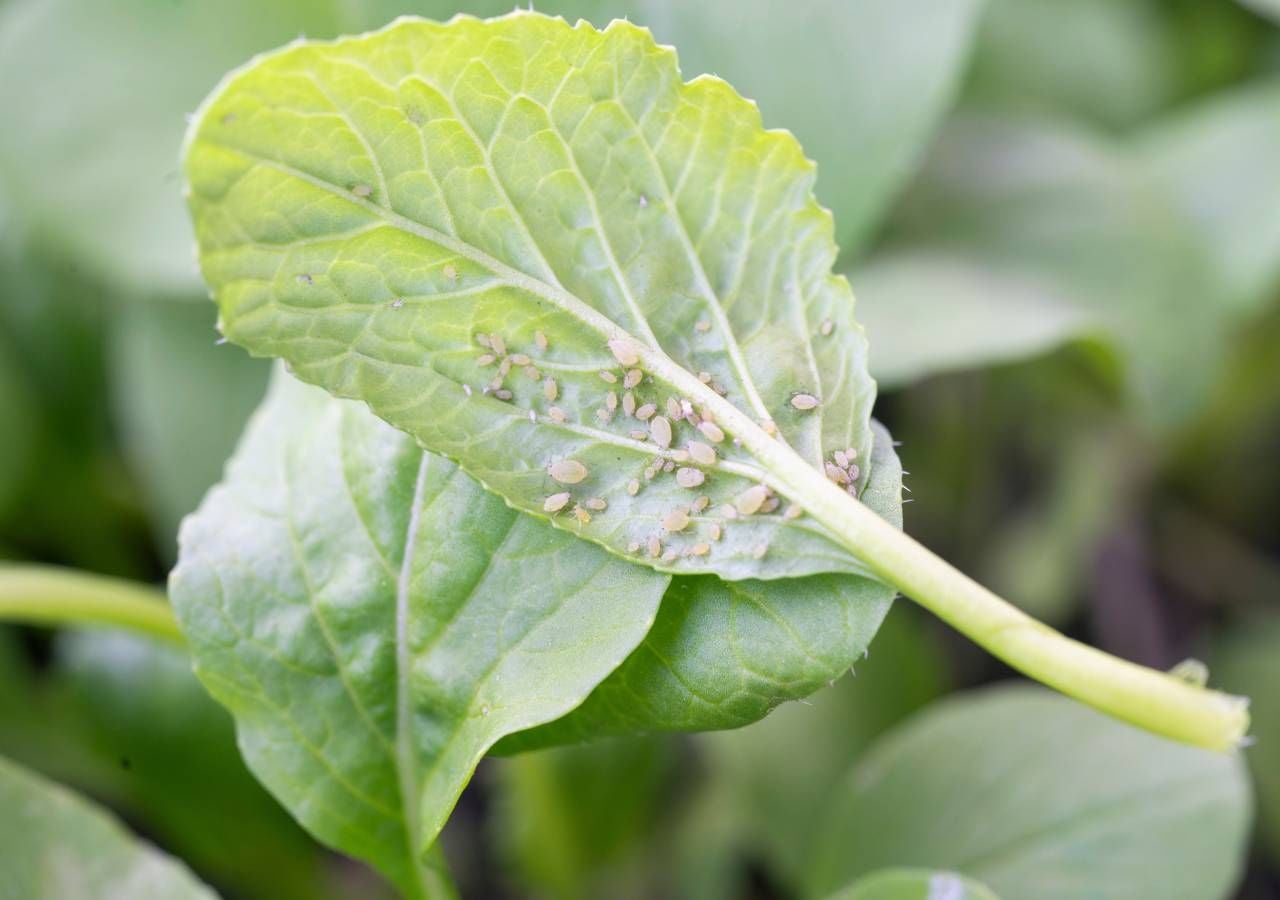 El pulgón, una plaga temida en huertos y jardines