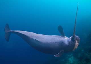 Narval, el extraordinario unicornio marino de misteriosos colmillos y muy difícil de observar