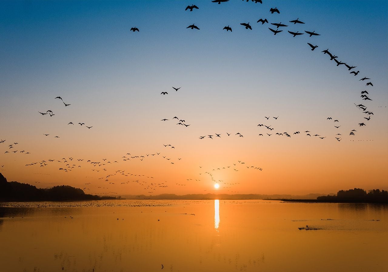 Los cambios en la duración de las estaciones, impulsados por el cambio climático, afectan drásticamente las migraciones de las aves, causando desajustes entre sus ciclos biológicos y los de sus fuentes de alimento, y obligándolas a modificar sus rutas y tiempos migratorios para sobrevivir.