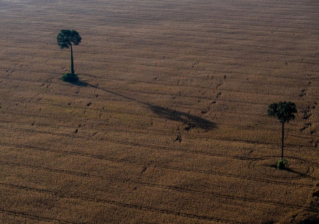 Soybean fields cut through the rainforest, Brazil