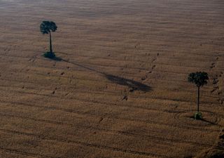 WWF report: loss of nature pushing life towards “catastrophic consequences”