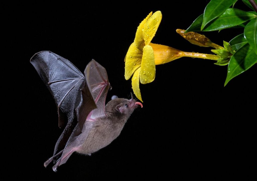 Un pipistrello frugivoro del Sud America