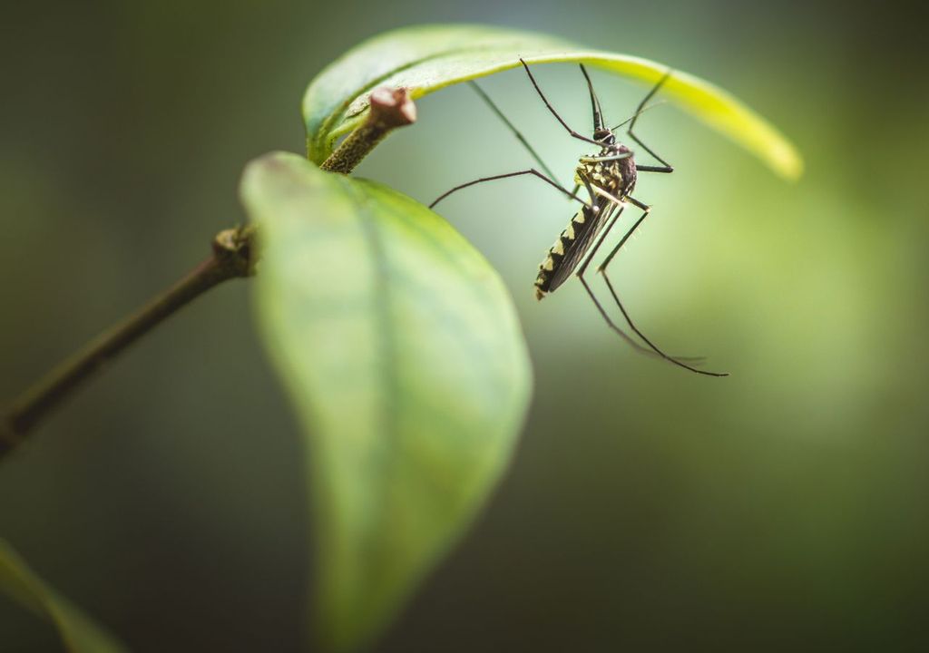 Le zanzare ematofaghe sono in grado di trasmettere microrganismi patogeni