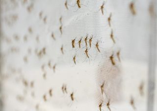 Lotta alle zanzare: dalla pianta di citronella alle zanzariere, ecco come difendersi