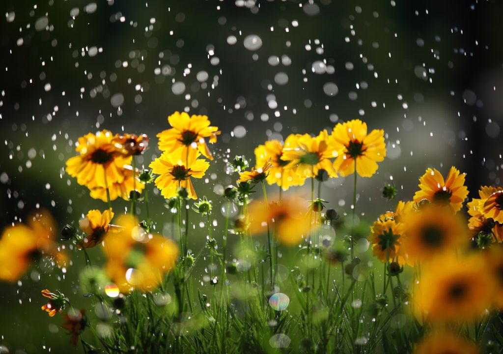 Flowers in the rain