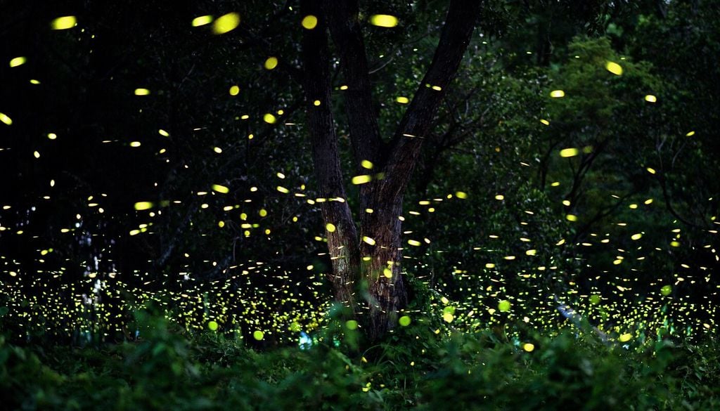 Le lucciole rappresentano uno degli spettacoli naturali più suggestivi delle notti estive, oggi sempre più raro a causa dell’inquinamento luminoso e della perdita degli habitat