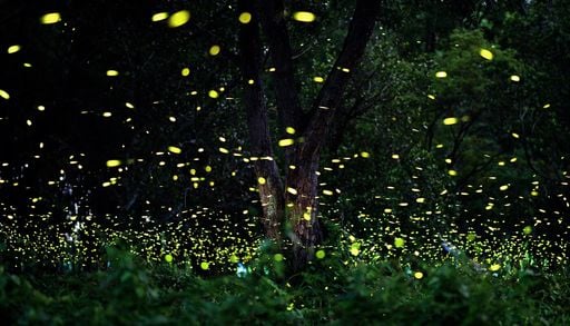 Lucciole in giardino: 7 regole per farle tornare e ammirare il loro spettacolo notturno
