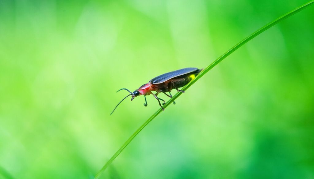 Le lucciole adulte utilizzano la vegetazione bassa come punto di appoggio e rifugio sia durante le ore di attività notturna sia nelle fasi di riposo diurno
