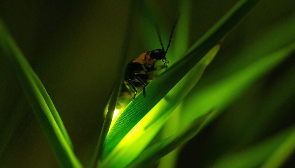 L’uso di pesticidi ad ampio spettro può ridurre drasticamente le popolazioni di lucciole, interferendo con tutte le fasi del loro ciclo vitale