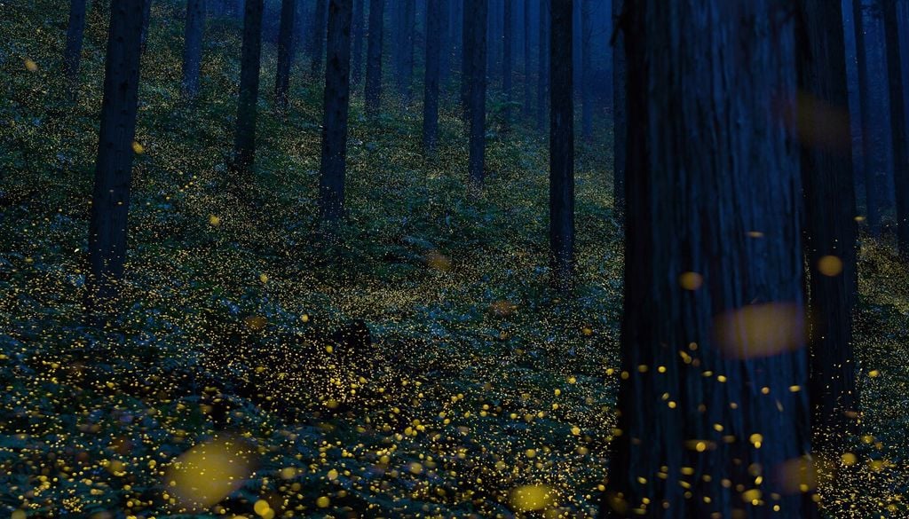 La presenza di alberi, arbusti e vegetazione autoctona contribuisce a creare un ambiente più simile a quello naturale, fondamentale per il ciclo vitale delle lucciole