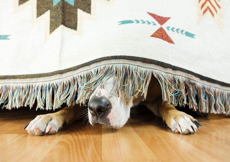 Perro asustado bajo la cama Perro asustado bajo la cama