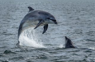 Lucha ambiental en Topolobampo: habitantes piden no contaminar la regi&oacute;n con una planta de amon&iacute;aco de GPO