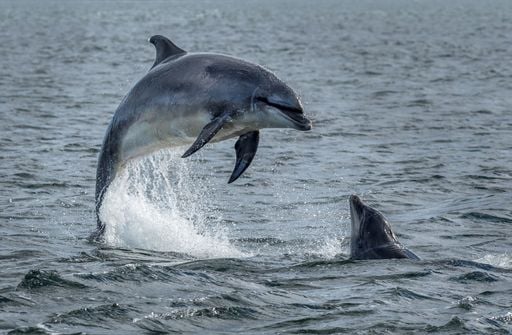 Lucha ambiental en Topolobampo: habitantes piden no contaminar la regi&oacute;n con una planta de amon&iacute;aco de GPO
