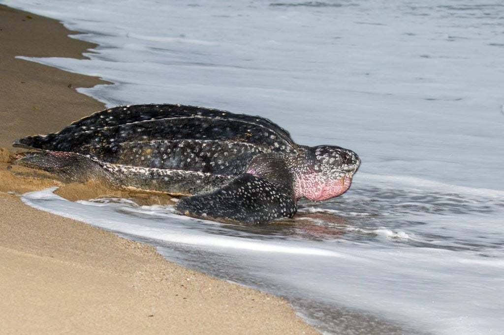 Especies como la tortuga laud también está en riesgo en la bahía de Ohuira. Especies como la tortuga laud también está en riesgo en la bahía de Ohuira.