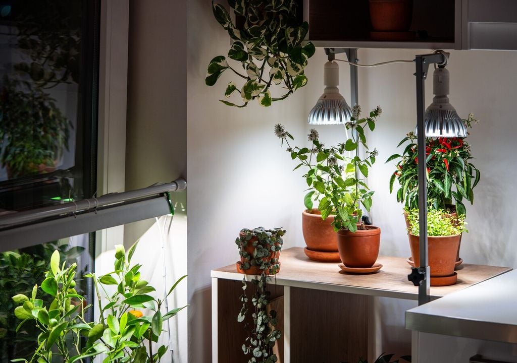 La luce è un elemento fondamentale per la vita di tutte le piante, comprese quelle che vivono in casa: quando quella solare non è abbastanza, le luci artificiali LED possono aiutare