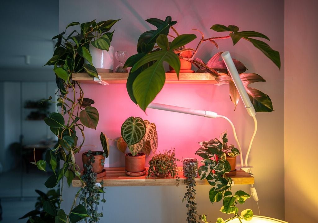 Molte piante da interno possono trarre vantaggio da un’integrazione luminosa artificiale, ad esempio pothos, monstera, ficus elastica, calatea, maranta e non solo