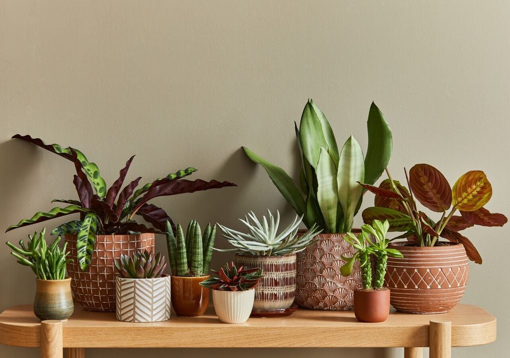 Oltre alla luce, diversi altri fattori contribuiscono alla salute delle piante d’appartamento: in particolare irrigazione, substrato, umidità dell'aria e posizione nella stanza