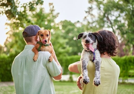Lugares pet friendly en Puc&oacute;n: 5 parques y termas para disfrutar con tu mascota