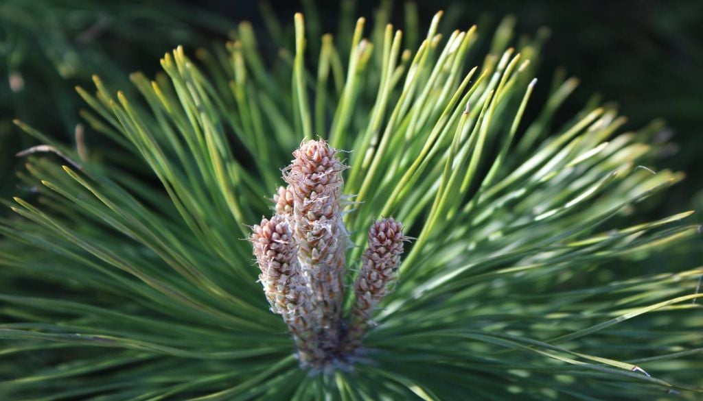 Flor de pinheiro O ForestWISE é dedicado à gestão integrada da floresta e do fogo. É uma associação de direito privado, sem fins lucrativos, criada e apresentada publicamente em março de 2018.