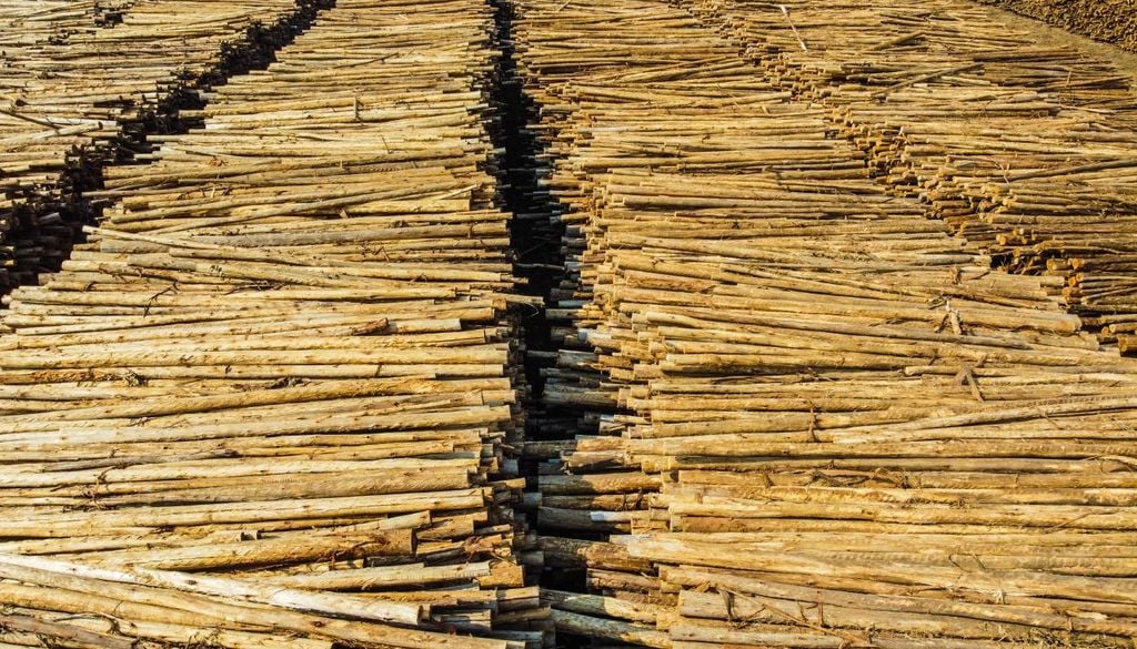 Toros de madeira O ForestWISE quer responder aos desafios emergentes da floresta e do fogo e promover a inovação, a transferência de conhecimento e o desenvolvimento de soluções com impacto no território.