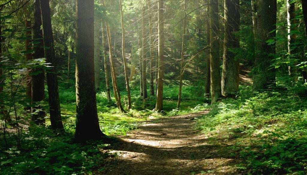 Floresta Luís Rochartre é o novo CTO do CoLAB ForestWISE – Laboratório Colaborativo para Gestão Integrada da Floresta e do Fogo, que está sediado na UTAD, em Vila Real.