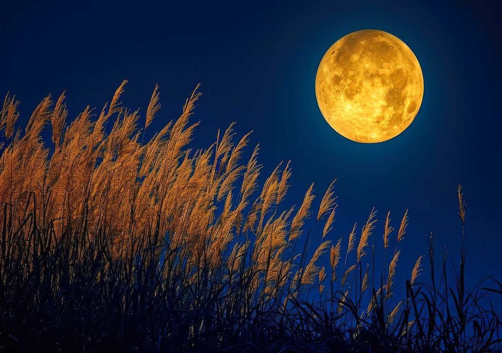 Luna de la Cosecha Luna de la Cosecha
